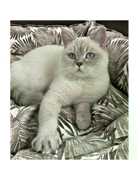 Pet Comfort Alpha водоустойчиво легло за кучета и котки, устойчивo на петна, черно-бяло, S, 50х60 см
