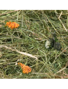 Планинско сено за гризачи Flamingo Mountain hay Dandelion с глухарче