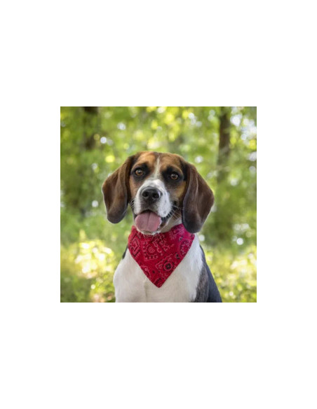 Кучешки нашийник с бандана Flamingo Collar Bandana PINTO червен цвят
