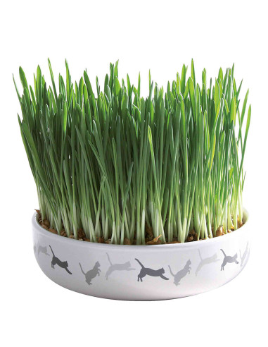 Керамична купа с котешка трева