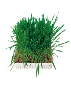 Трева за гризачи 2